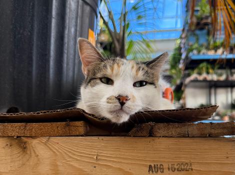 Francine the cat lying next to a plant on a pallet