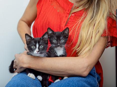 Person sitting and holding two black and white kittens in her lap