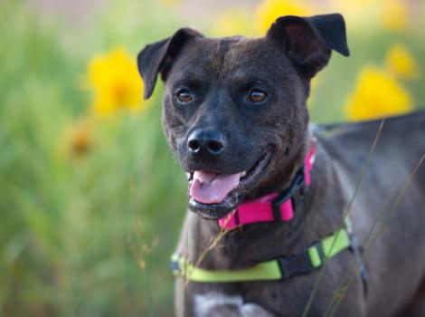 Frannie the dog beside some yellow flowers