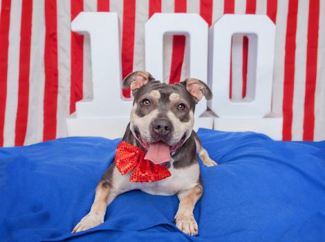 Best Friends & Los Angeles Animal Services Partner to Offer $10 Adoptions  and Tips  to Keep Pets SafeThroughout the Holiday