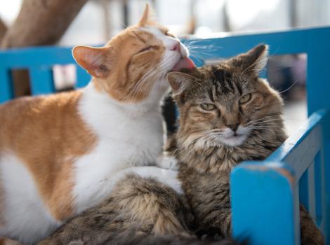 Sunny and Grove the cats lying together and one grooming the head of the other