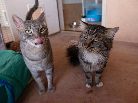 Marky Mark and Coddle the cats