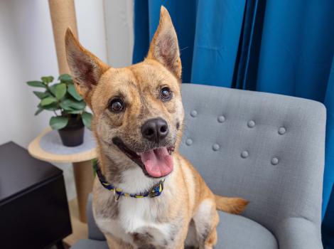 Happy dog smiling with upright ears sitting on a chair in front of blue curtains and a small table