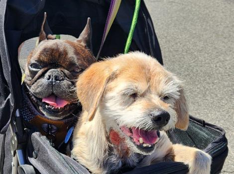 Two dogs from Frosted Faces Foundation in a stroller