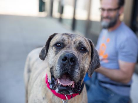 Smiling dog outside on a leash with a person behind him