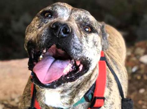 Gemma the pit bull terrier, smiling with tongue out and wearing red harness