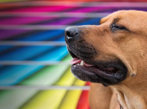 Dog in front of rainbow wall