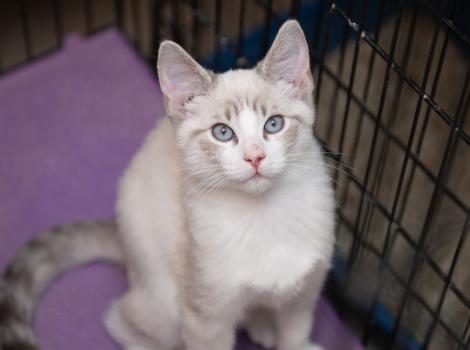Siamese-type kitten in a wire kennel