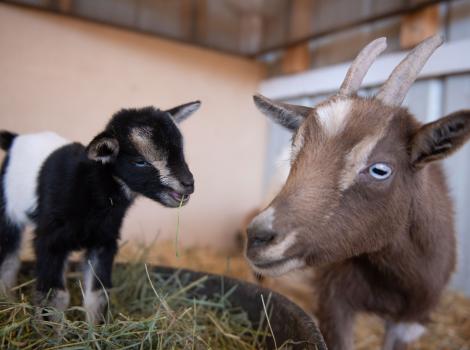 Fleury the goat with her baby Ziggy