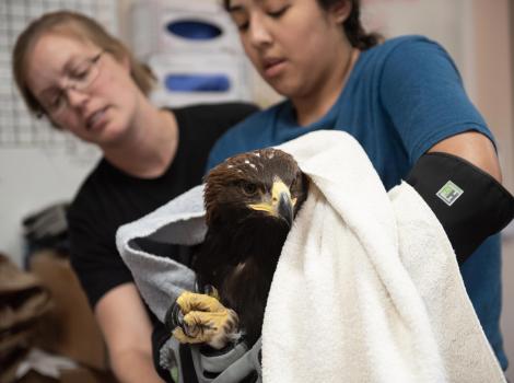 Lauren Ross and Brianna Vlach holding the golden eagle in a towel