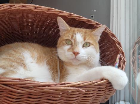 Goldilocks the cat in a basket with her paw over the side