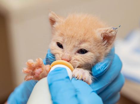 Cream colored kitten being bottle-fed by a person wearing blue rubber gloves