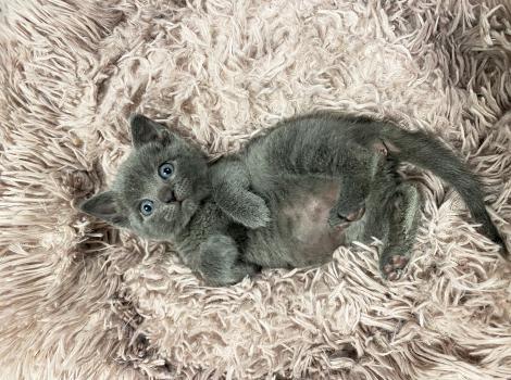 Gray kitten lying on his back on a fuzzy bed
