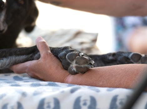 Person's hand holding the paw of a black dog who is lying down on a blanket