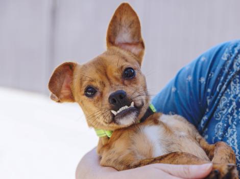 Grizzy and small brown dog with a underbite