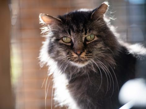 Grog the cat's head, backlit by the sun