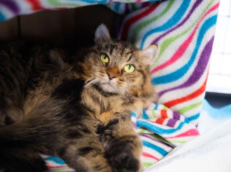 Stella the at lying on a multi-colored blanket