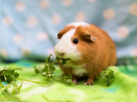 Guinea pig chewing some cilantro