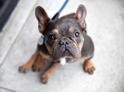 French bulldog on a leash sitting down