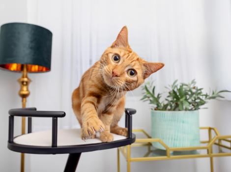 Orange tabby cat on a small table reaching his paw forward