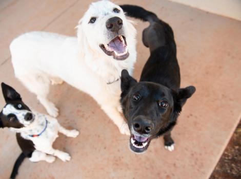 Greggy out with two other dogs, all happy