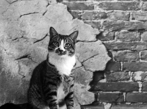 NKUT UT County Report Card