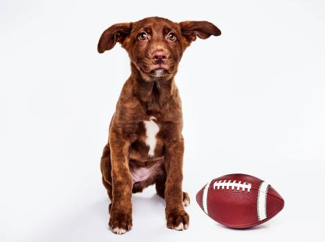 Bianca the brown and white puppy next to a football