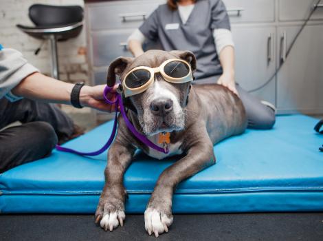 A dog wearing protective glasses lying on a mat, beside two people