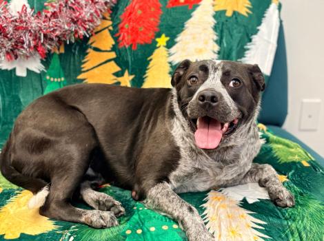 Rose the dog lying on a holiday blanket on a chair with her tongue out