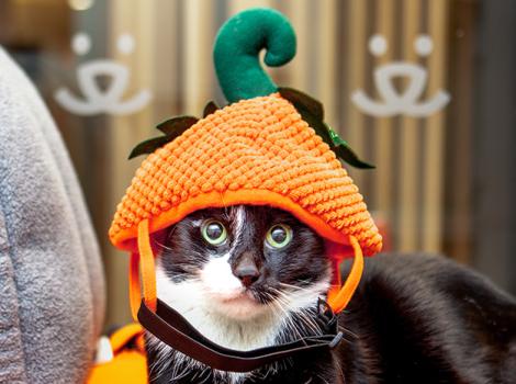 Black and white cat wearing a pumpkin costume