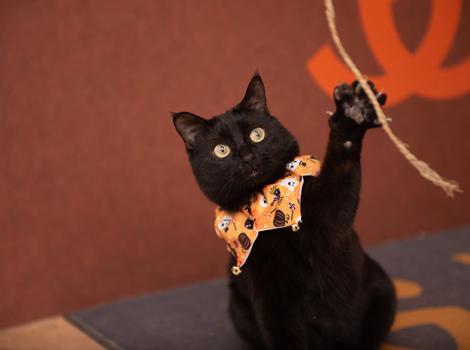 Jako the cat wearing a Halloween-themed orange collar, batting at a string
