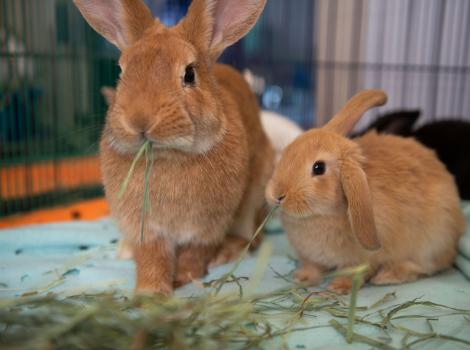 Mother and baby rabbit chewing hay