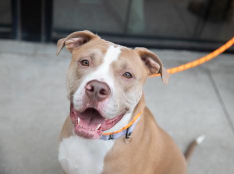 Tan and white dog with mouth open in a smile outside on a leash