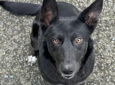 Black dog with upright ears
