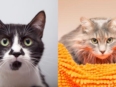 Collage of two photos - one of Harmony and one of Maui