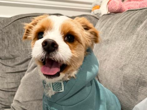 Hawkeye the dog smiling and wearing a hoodie