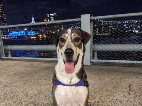 Chrissy the dog, smiling in front of a city skyline