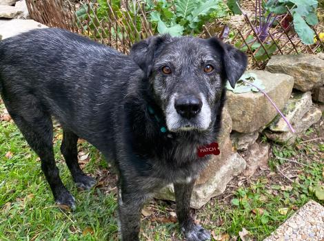 Patch the dog standing outside