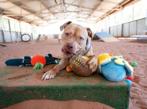 Large dog in an agility field on a platform surrounded by toys with him chewing a toy football