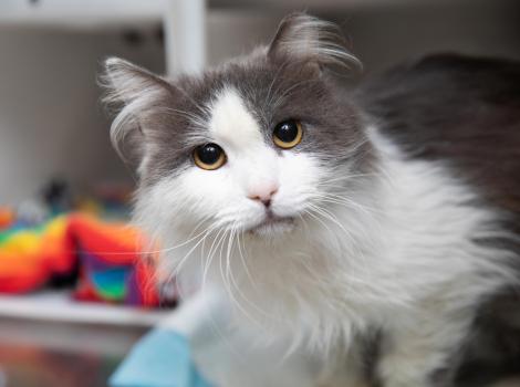 Gray and white longhair cat in front of a multicolored blanket