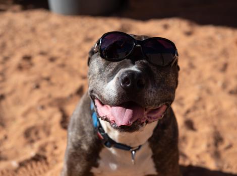 Legion the dog smiling and wearing sunglasses