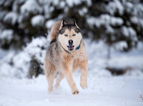 Husky-type dog running outside in the snow
