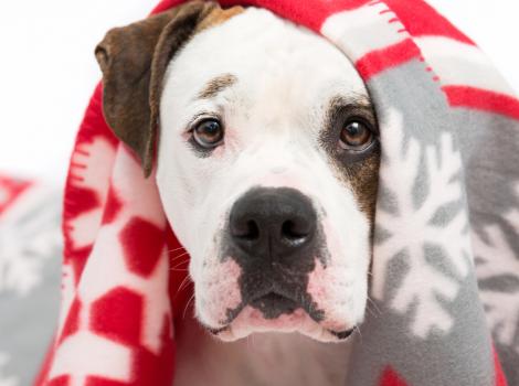 "Lap Dogs, Not Laptops" - Adopt a Pet from Best Friends on Black Friday for Just $10