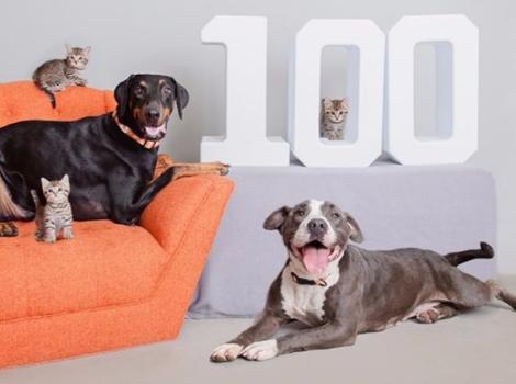 This Black Friday, pet lovers can get a great deal on a lap dog or smart cat during Best Friends Animal Society’s #Holiday100