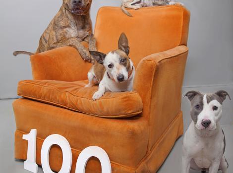 Dogs on an orange chair