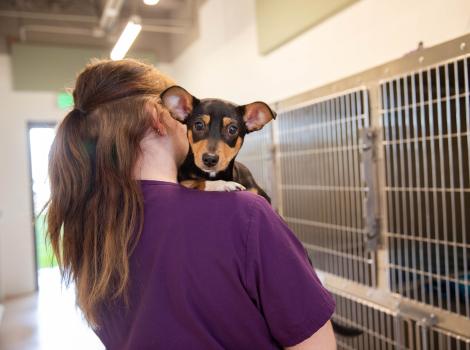 Person holding a puppy over her shoulder beside stainless steel kennels