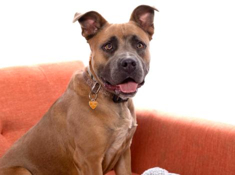 Hollywood the dog sitting on an orange chair next to a stuffed toy