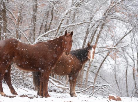 Hawkeye and Bramble the horses standing while it's snowing around them
