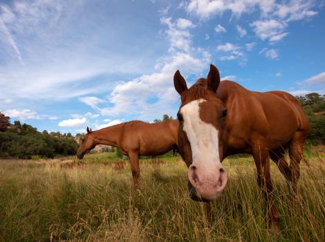 Stormy and Red the horses out in a field with a blue shy and clouds behind them