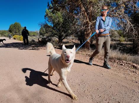 Person walking white husky dog at the Sanctuary